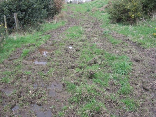 4- Boggy. Cambridge Tree Trust